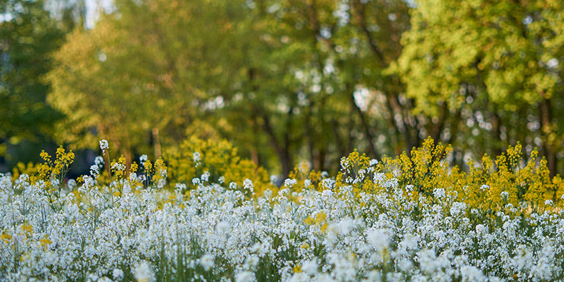 Veld met witte en gelen bloemen
