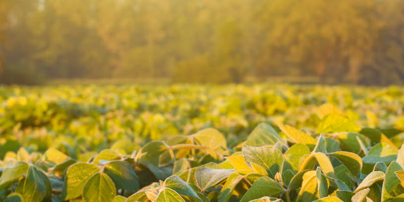Minder vlees consumptie, meer regenwoud