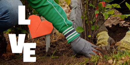 Bomen Plantdag Leens